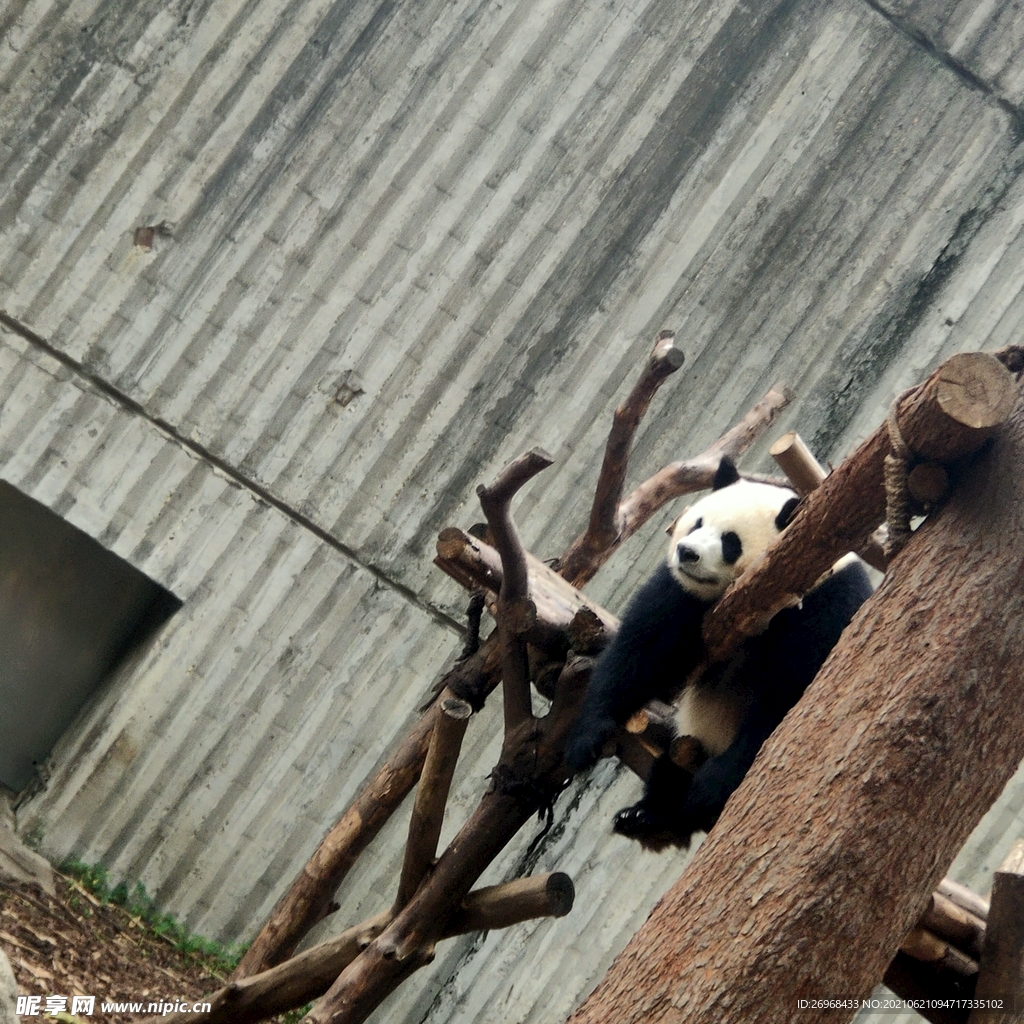 可爱熊猫 