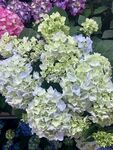 绣球花