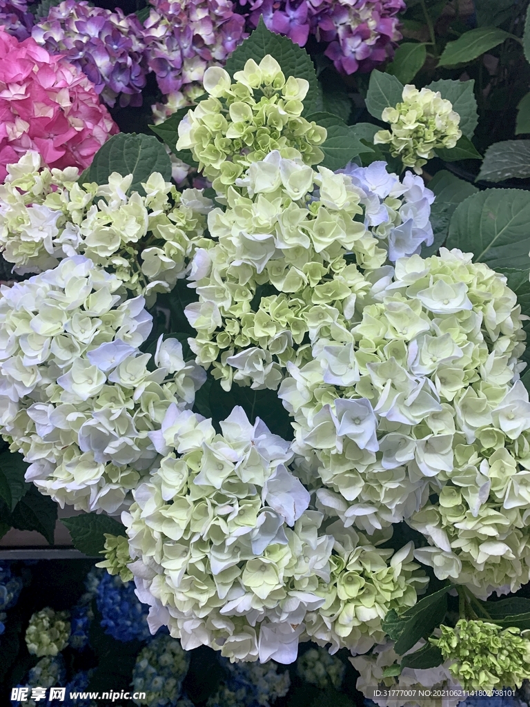 绣球花