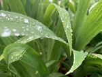 绿植 雨珠 