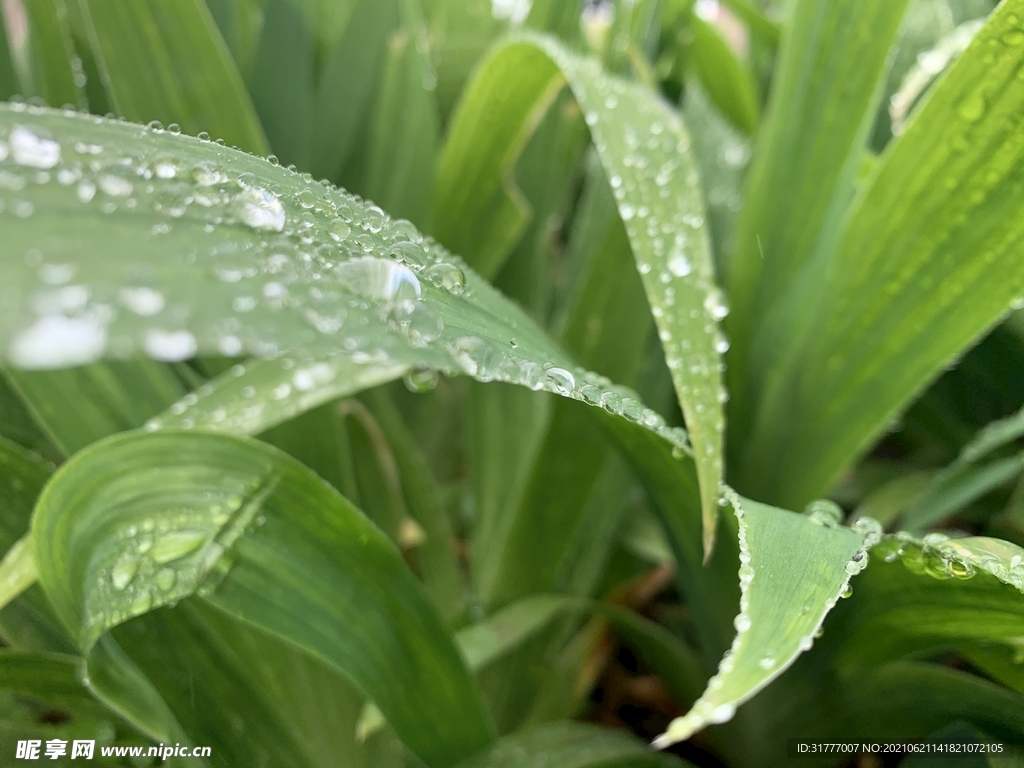 绿植 雨珠 