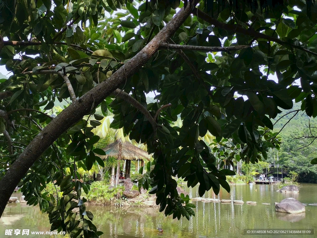 树与湖