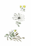 菊