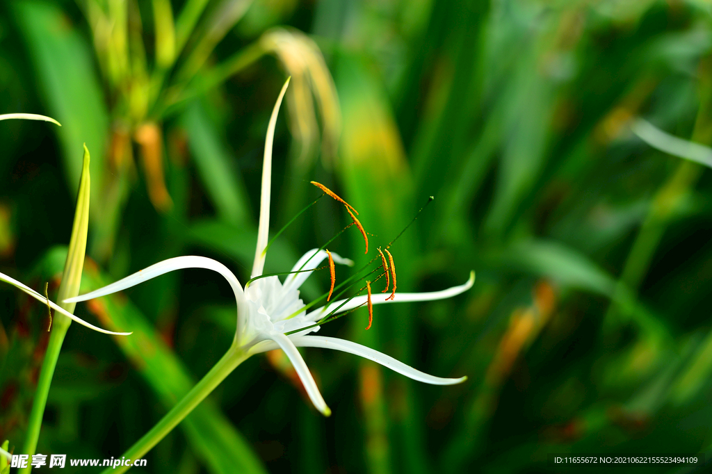 花蕊