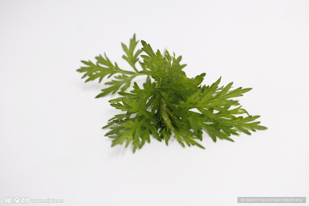 艾草