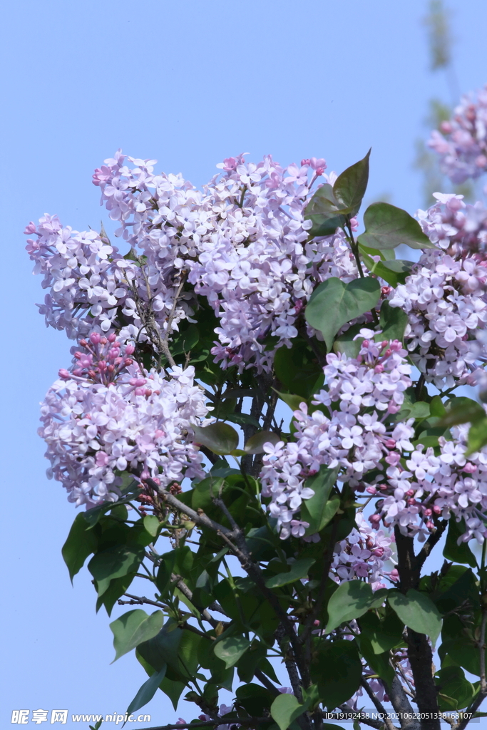 丁香花  