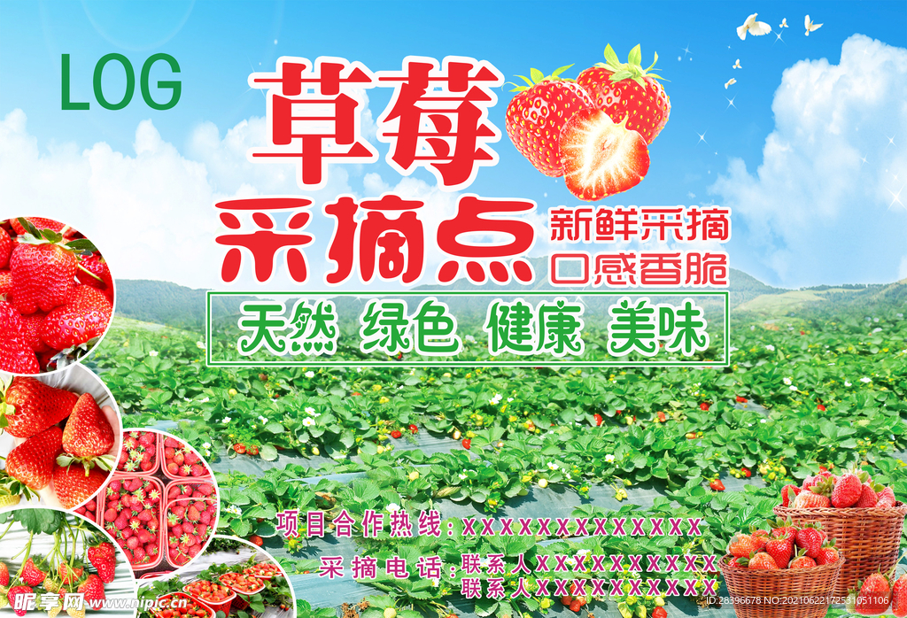草莓采摘点