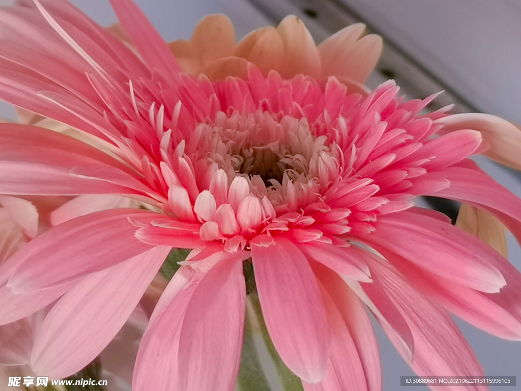 非洲菊