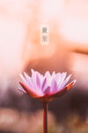 夏至节日海报