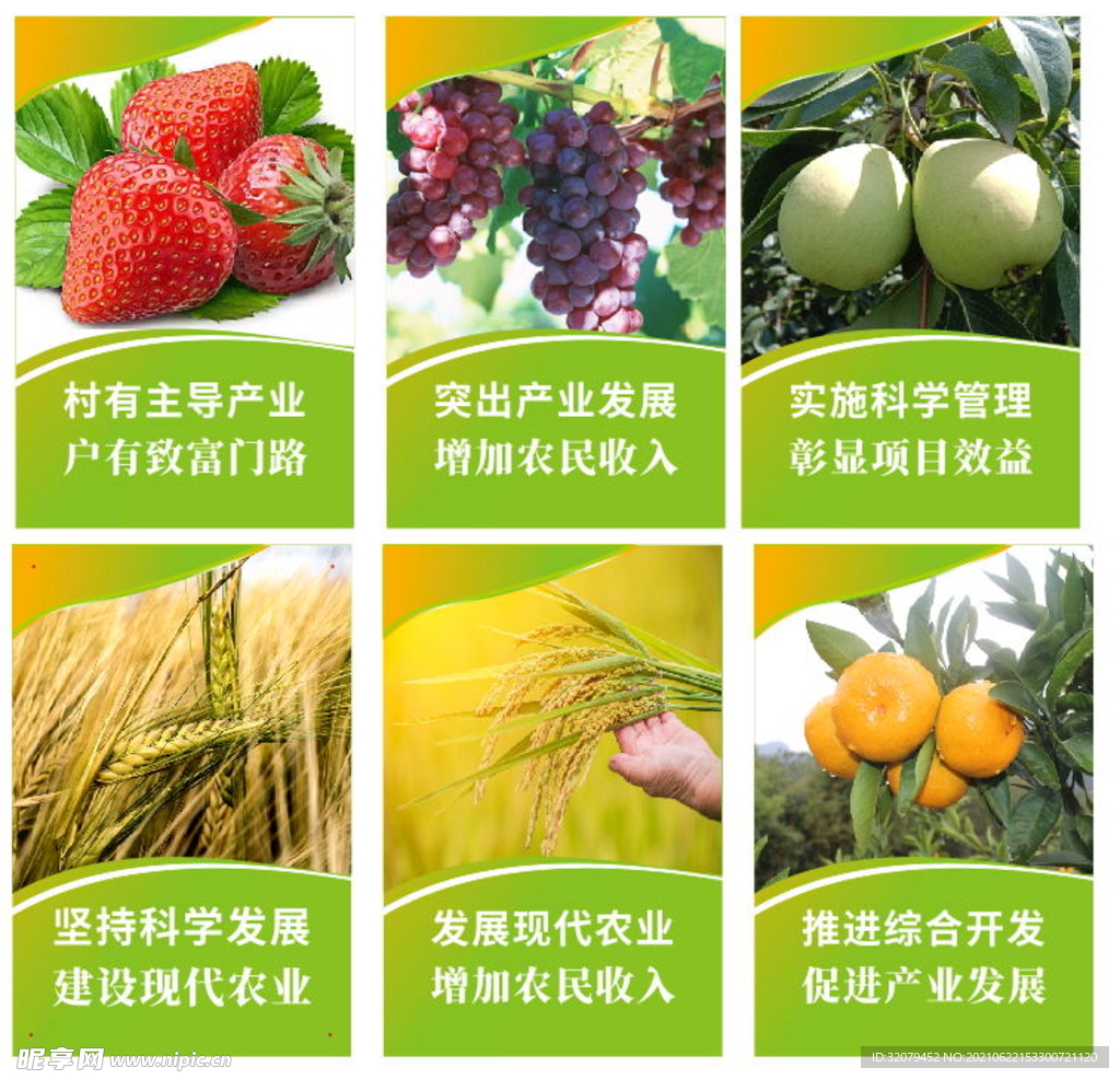 农业 画面 水果   梨 稻谷