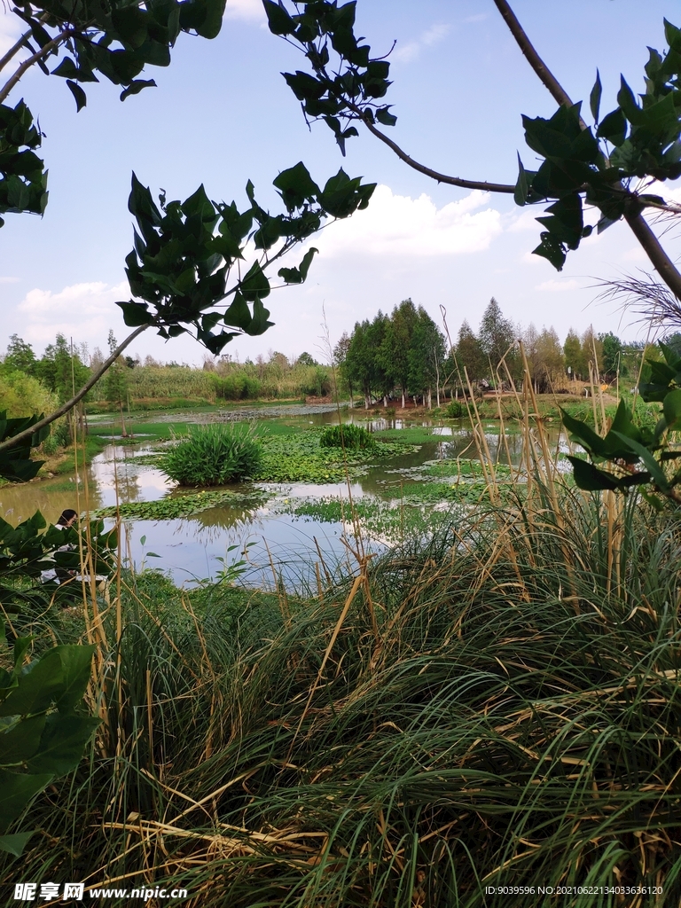 昆明滇池湿地