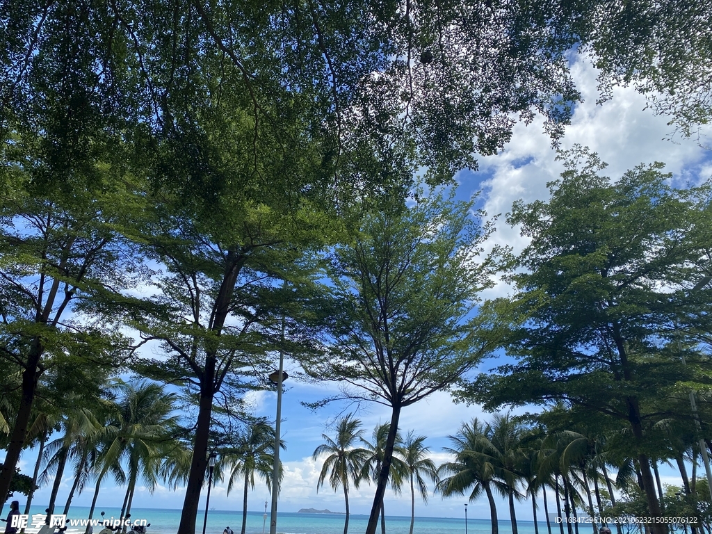 沙滩 海滩 三亚 海边 椰树 