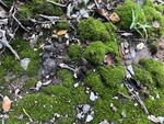 苔藓