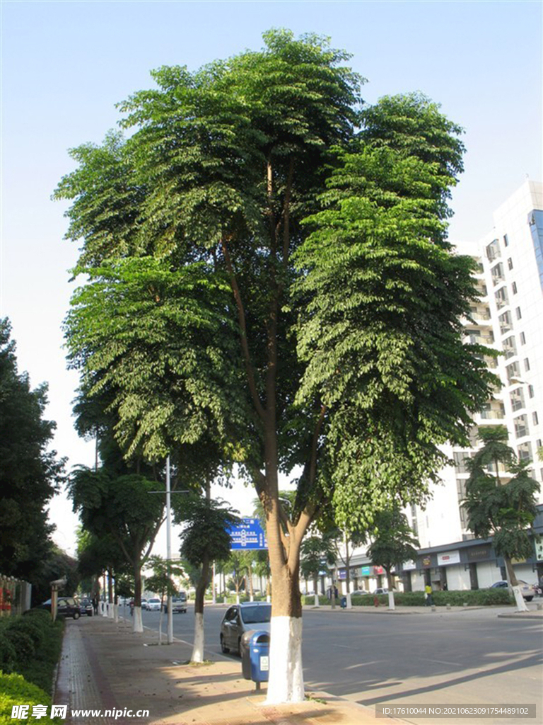 幌伞枫