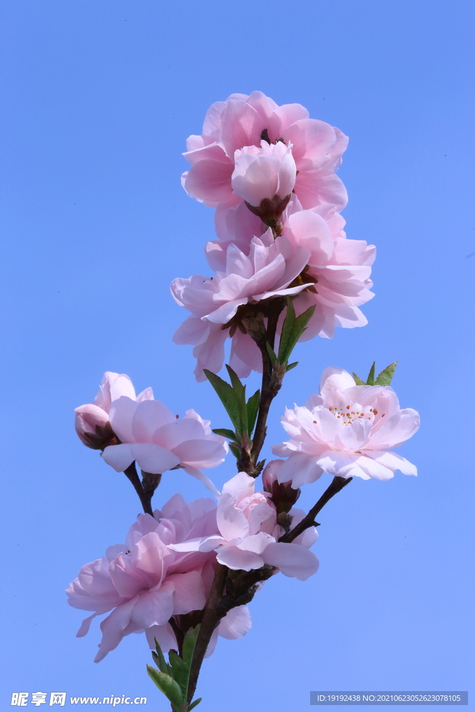 碧桃   