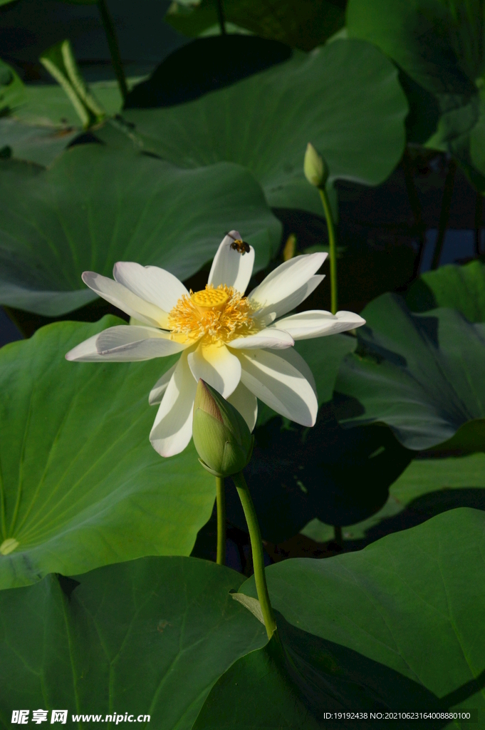 荷花