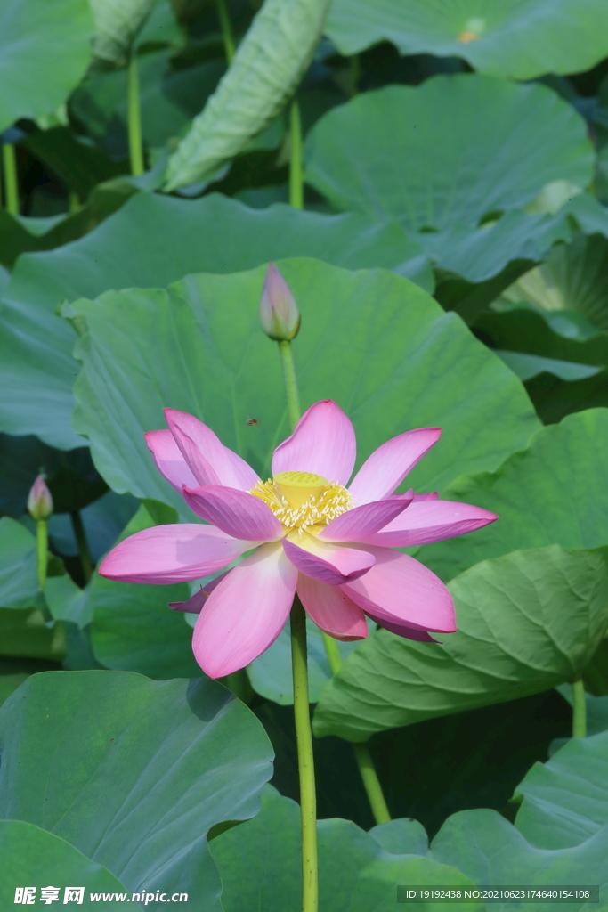 荷花 
