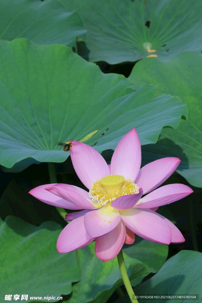 荷花