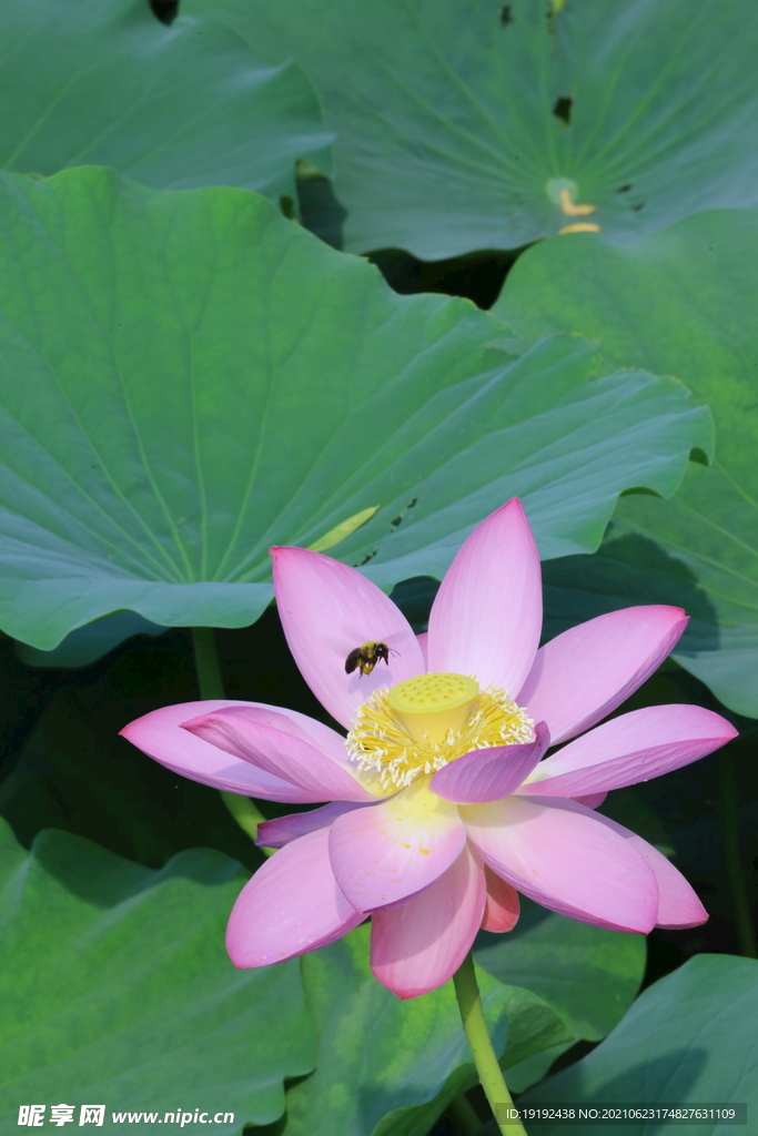 荷花