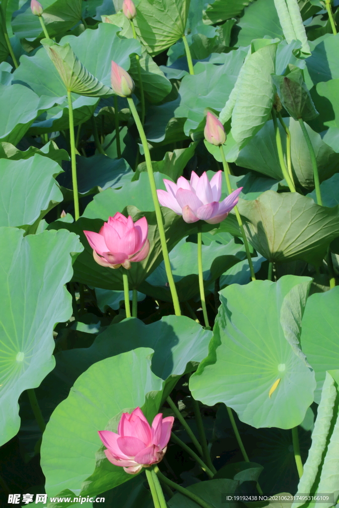 荷花