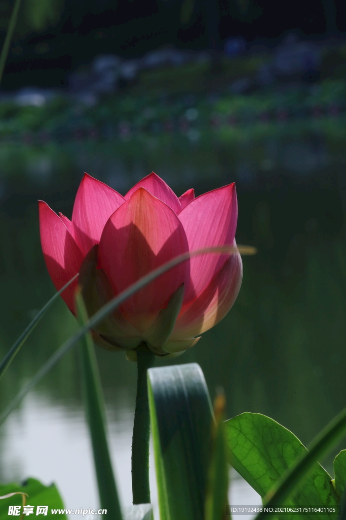荷花