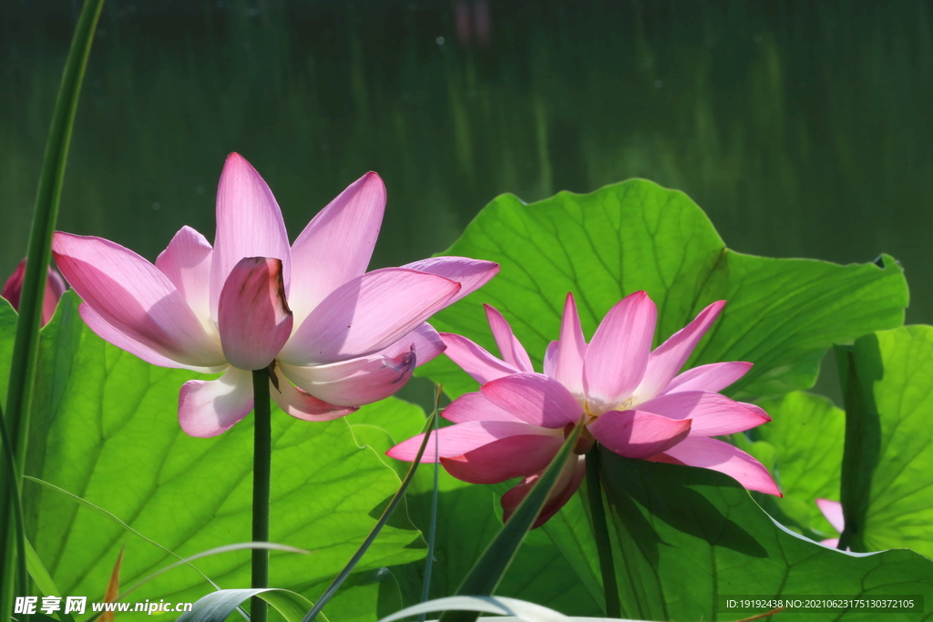 荷花