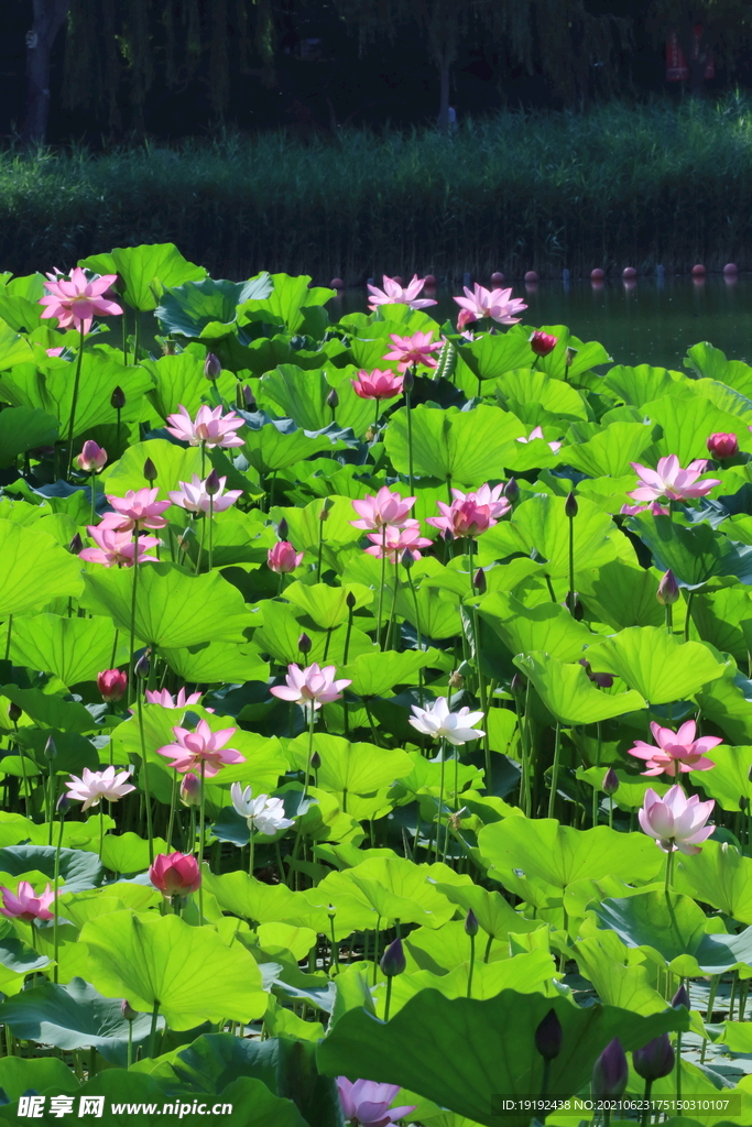 荷花