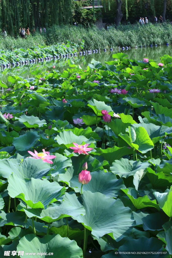 荷花
