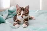小猫