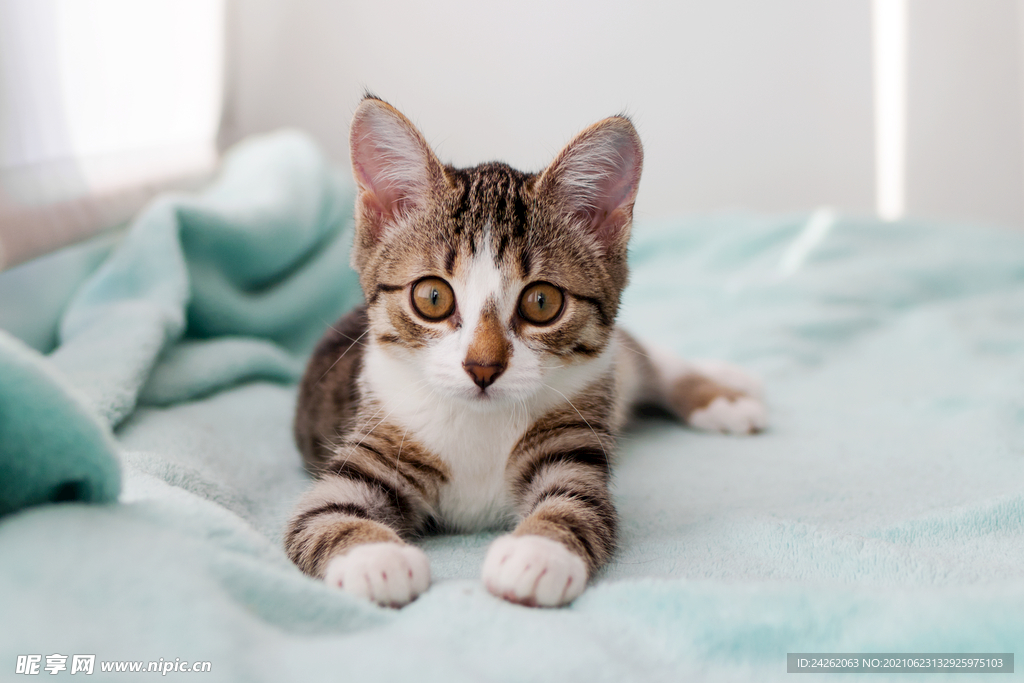 小猫