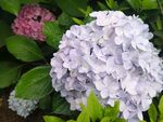 绣球花