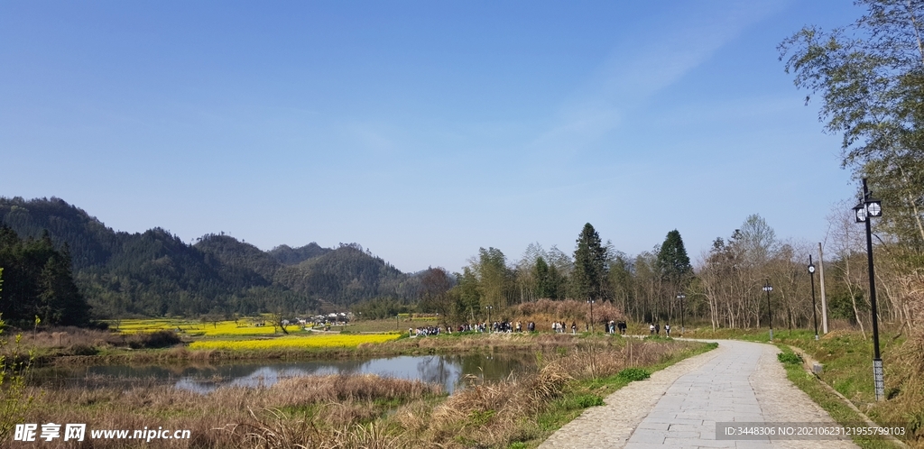 田野油菜花