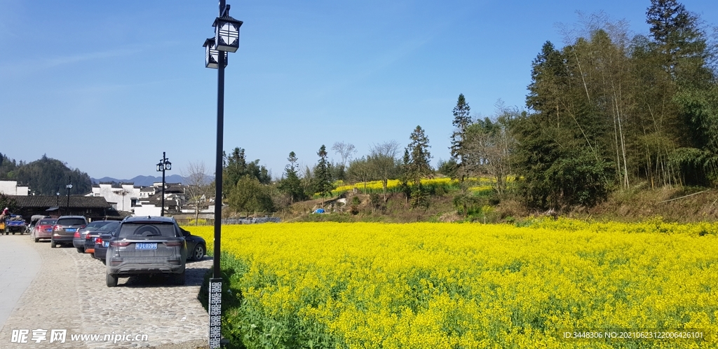 树木 田野 油菜花