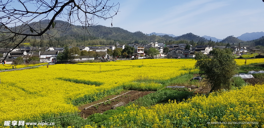油菜花田野
