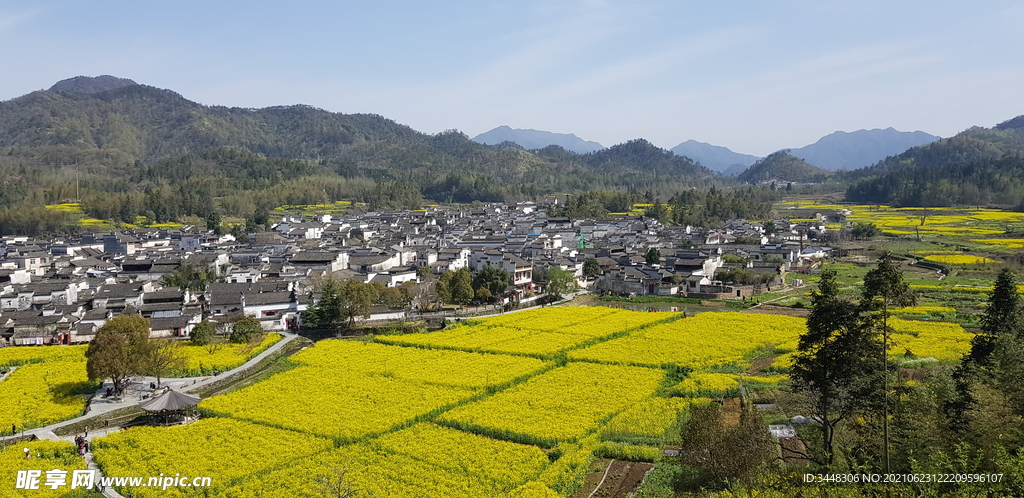 油菜花田野