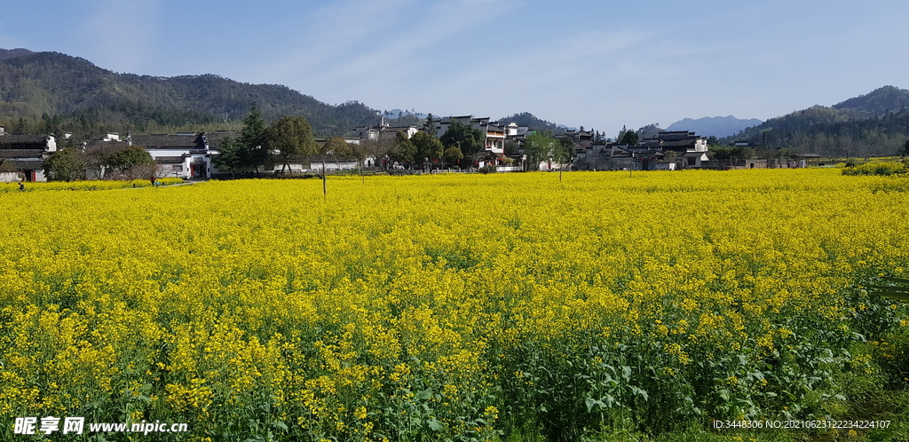 油菜花田野