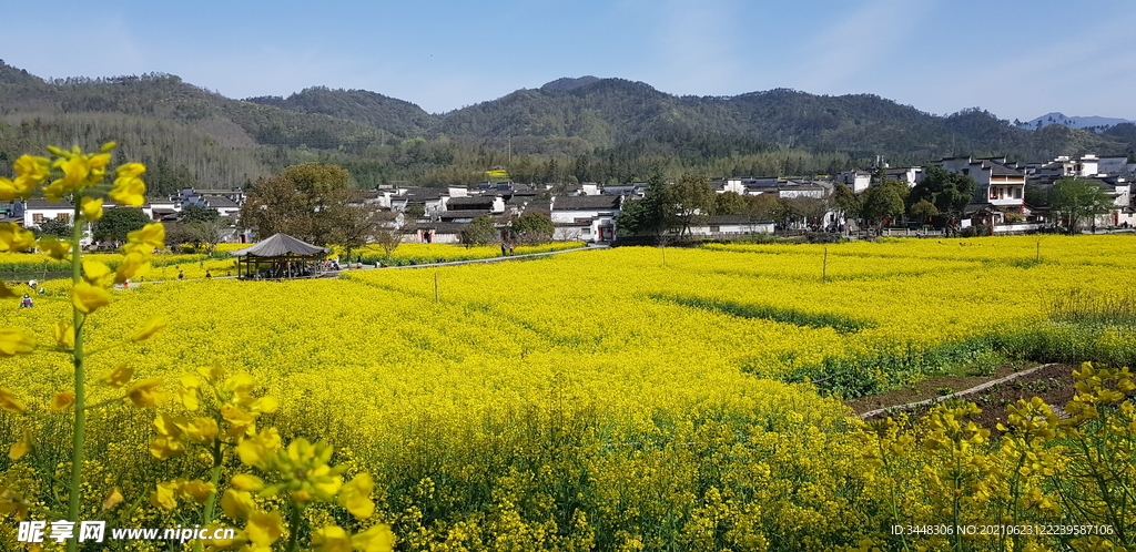 西递油菜花