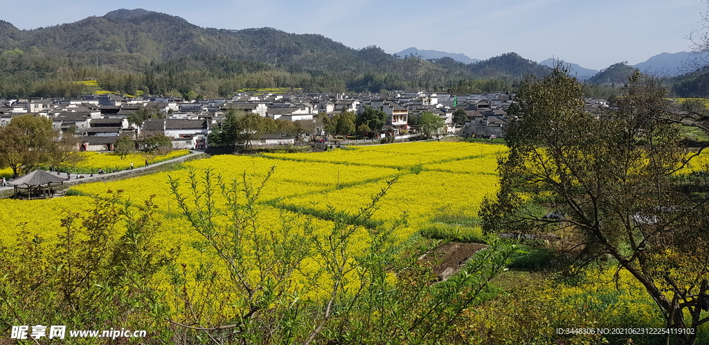 田野油菜花