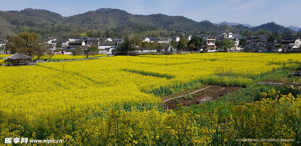 田野油菜花