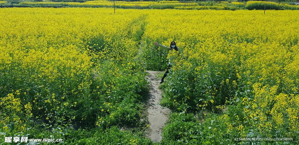 西递油菜花