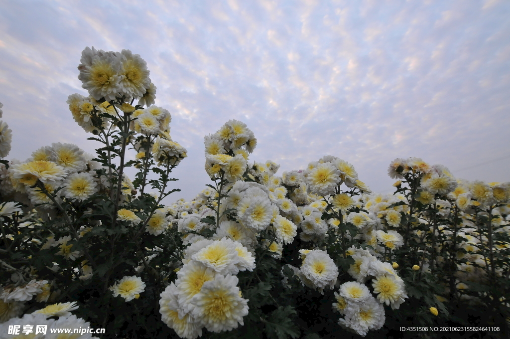 怀菊花  