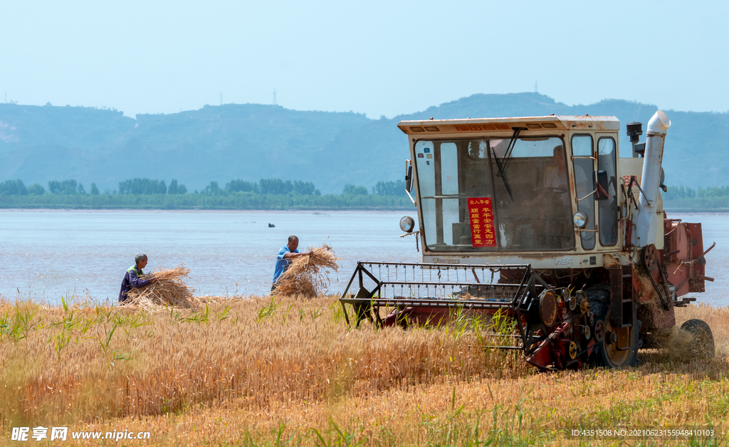 黄河岸边收麦子