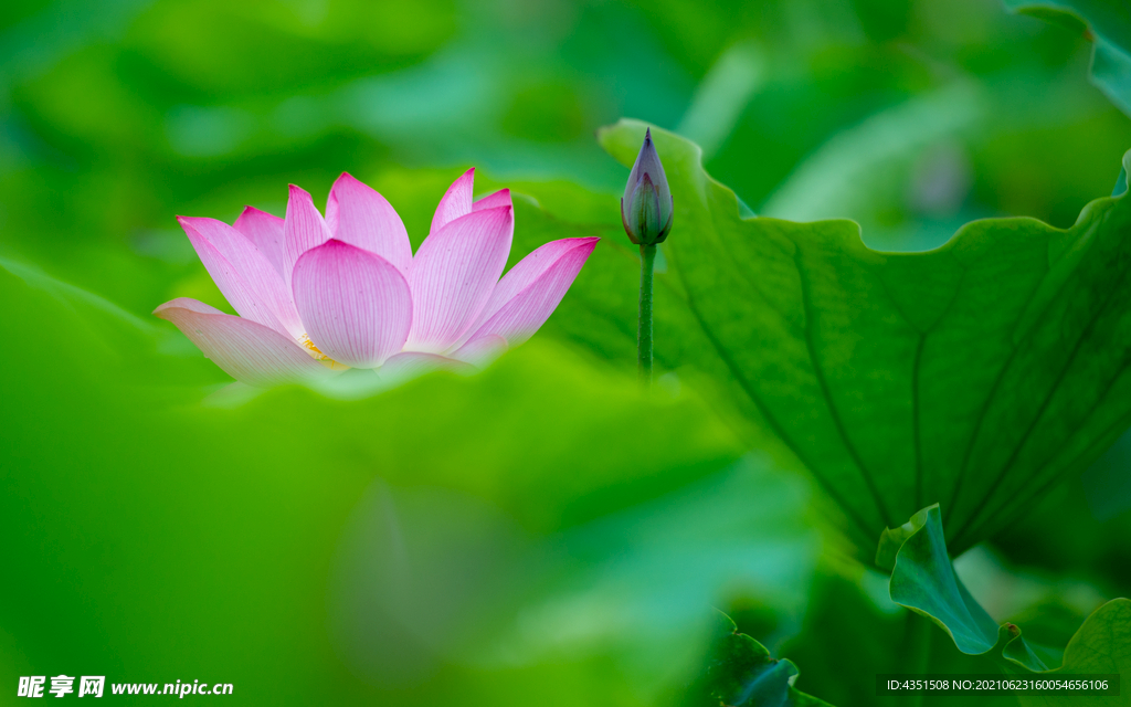 出水芙蓉