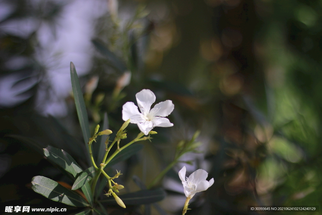 白色小花