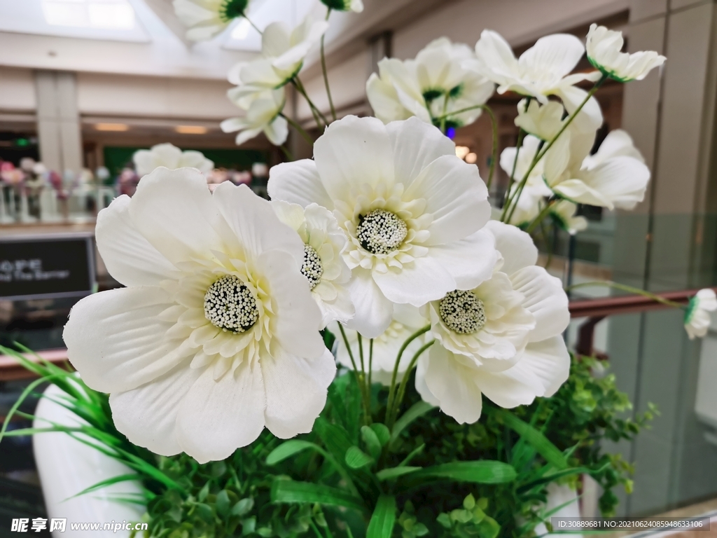 白花