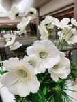 白花