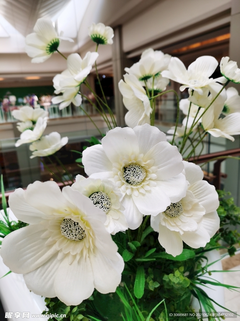 白花