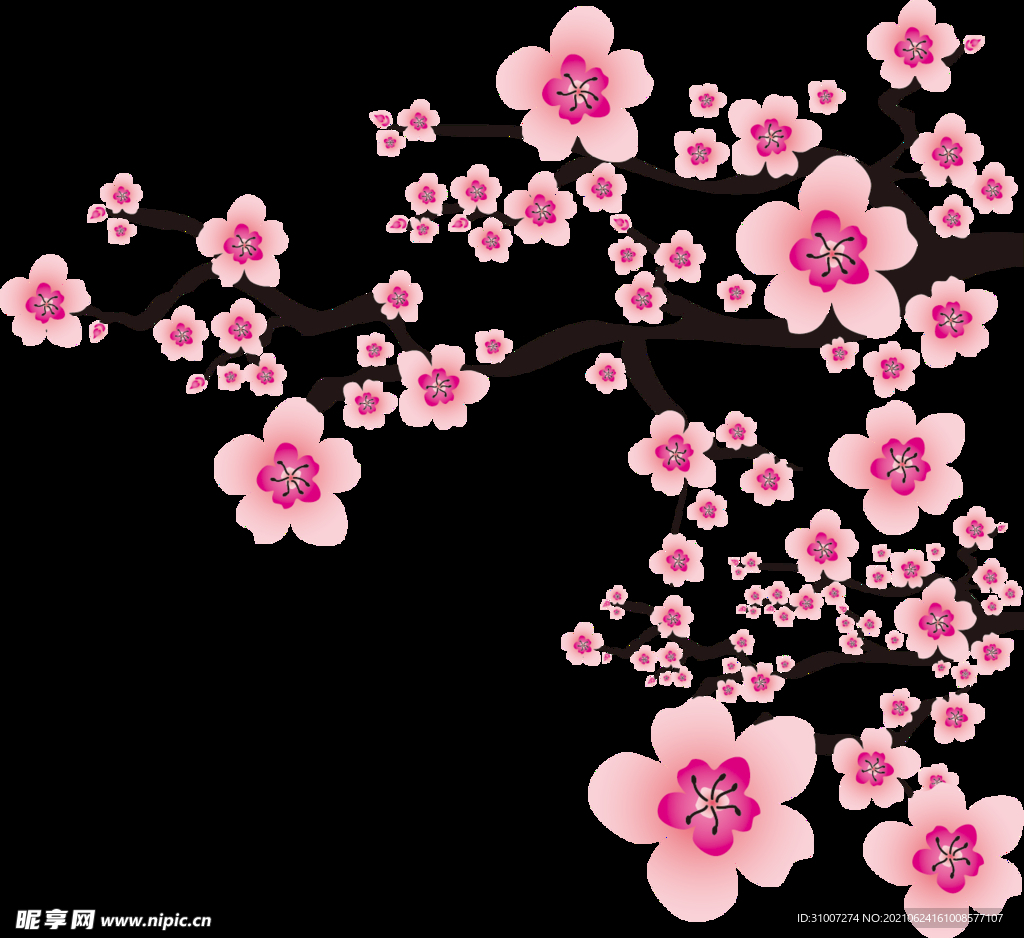 樱花