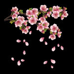 樱花