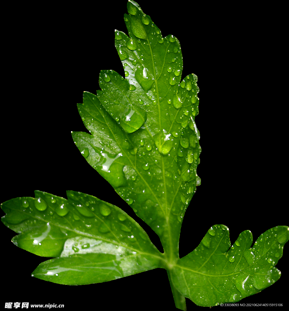 艾草PNG